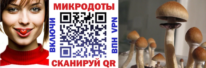 купить наркоту  Рассказово  Галлюциногенные грибы Psilocybe 